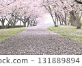 Sakura Scenery 131889894