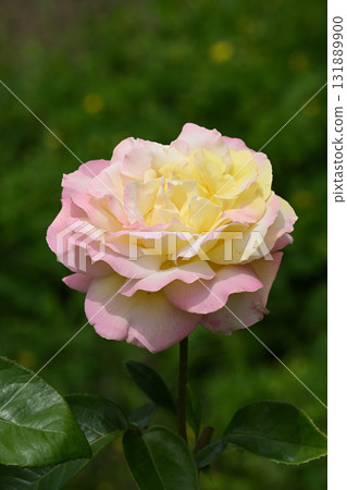 和平·玫瑰 和平·玫瑰 131889900