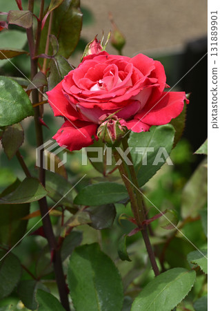 愛玫瑰 131889901