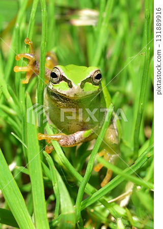 日本黑蛙 日本黑蛙 131889916