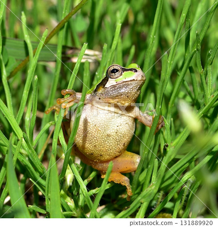 日本黑蛙 131889920