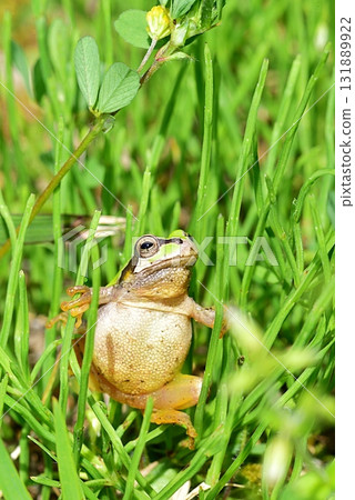 Japanese black frog 131889922