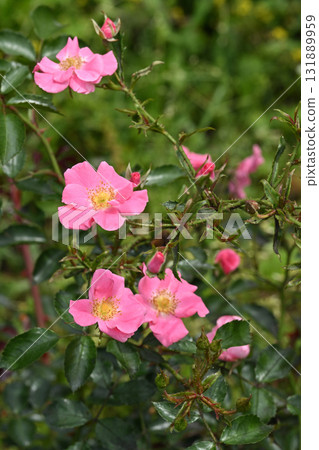 Pink Haze Rose 131889959