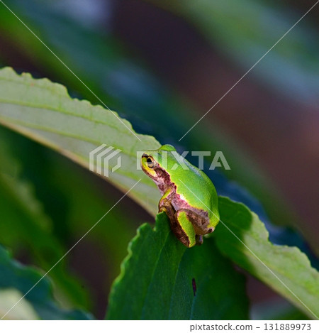 Japanese black frog 131889973