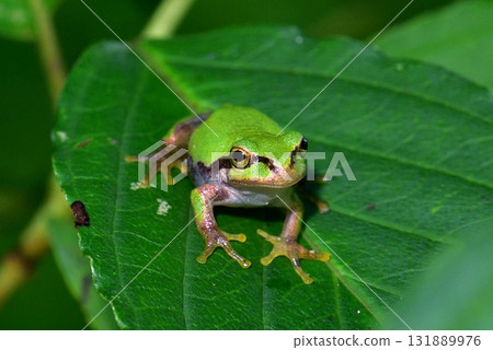 日本黑蛙 131889976