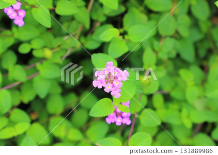 馬纓丹 kobanori 紫色花朵 馬纓丹 kobanori 紫色花朵 131889986