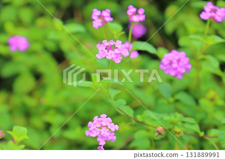 Lantana kobanori purple flowers 131889991