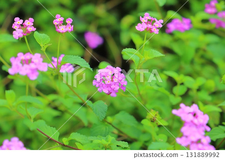 Lantana kobanori purple flowers 131889992