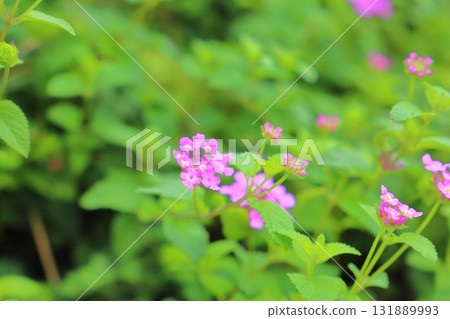 馬纓丹 kobanori 紫色花朵 馬纓丹 kobanori 紫色花朵 131889993