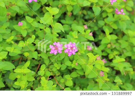 馬纓丹 kobanori 紫色花朵 131889997