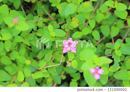 Lantana kobanori purple flowers Lantana kobanori purple flowers 131890002
