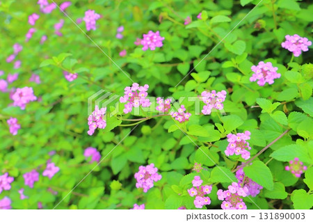 Lantana kobanori purple flowers 131890003