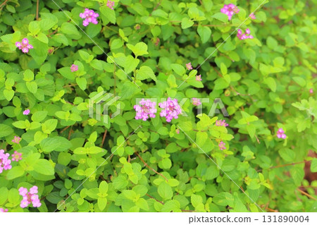 馬纓丹 kobanori 紫色花朵 131890004