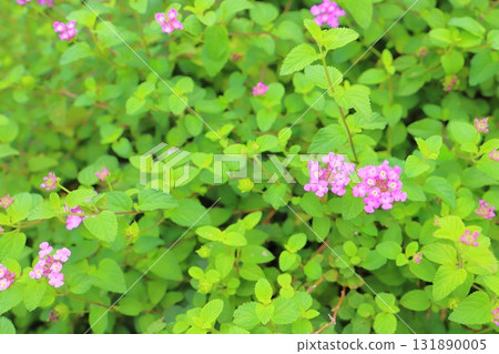 馬纓丹 kobanori 紫色花朵 131890005