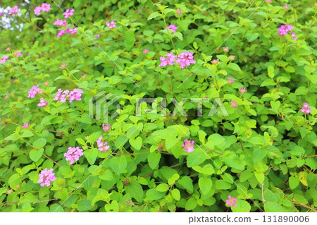 馬纓丹 kobanori 紫色花朵 馬纓丹 kobanori 紫色花朵 131890006