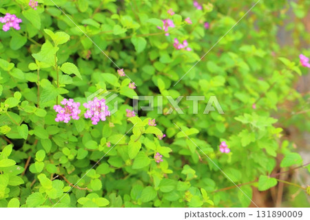 馬纓丹 kobanori 紫色花朵 馬纓丹 kobanori 紫色花朵 131890009