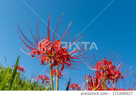 A cluster amaryllis that shines in the blue sky A cluster amaryllis that shines in the blue sky 131890027