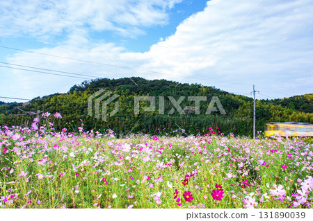 A decorated train running through a field of cosmos 131890039