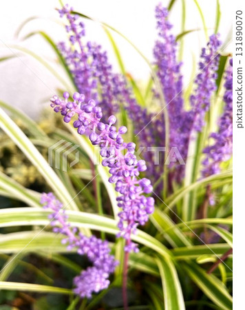 盛開的紫色鈴蘭花 05 131890070