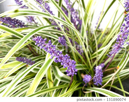 Purple Liriodendron in full bloom 09 Purple Liriodendron in full bloom 09 131890074