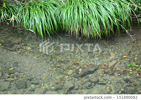 Clear stream and Tanigawa sedge (Tanigawa reed) 131890082