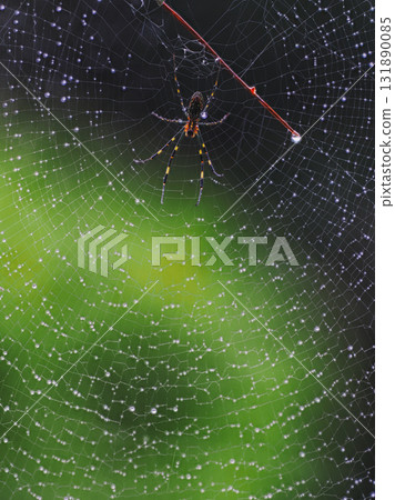 [Kyoto Prefecture, Kizugawa City / Yamashiromachi Forest Park] Jorogumo (spider) covered in droplets (vertical) 131890085