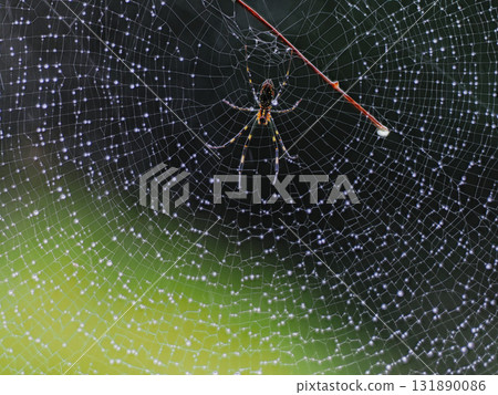 [Kyoto Prefecture, Kizugawa City / Yamashiromachi Forest Park] Jorogumo (spider) covered in droplets (side view) 131890086