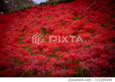 染紅的山丘 131890090