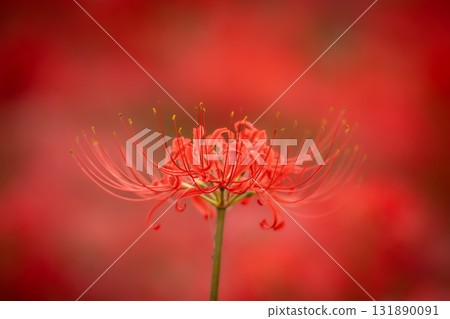 一朵孤獨的紅花 131890091