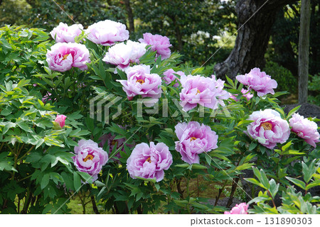 日式花園中的牡丹 131890303