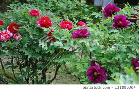 Peony in a Japanese style garden Peony in a Japanese style garden 131890304