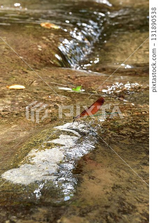 Miyama Kawatombo 131890538