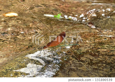 Miyama Kawatombo 131890539