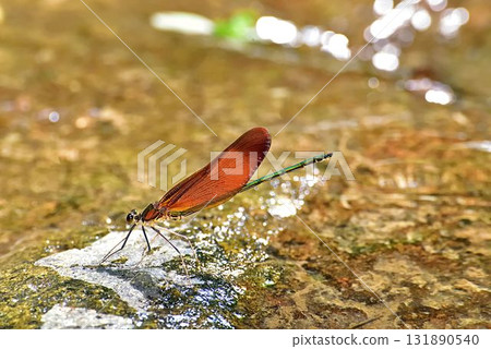 Miyama Kawatombo 131890540