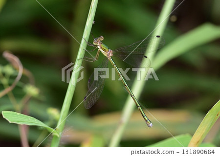 聯合春季藍豆娘 131890684