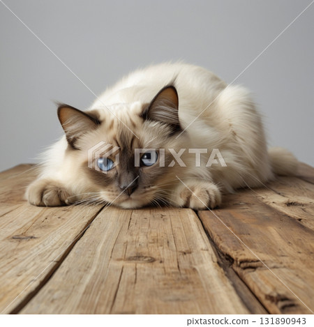 伯曼貓躺在桌子上 131890943
