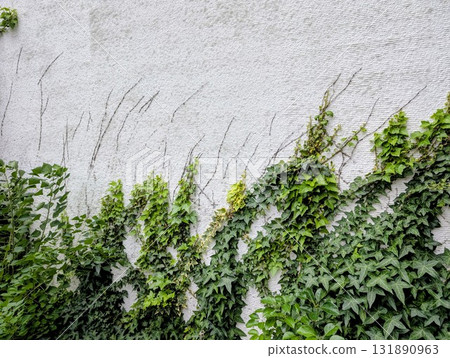 爬滿建築物外牆的植物 爬滿建築物外牆的植物 131890963