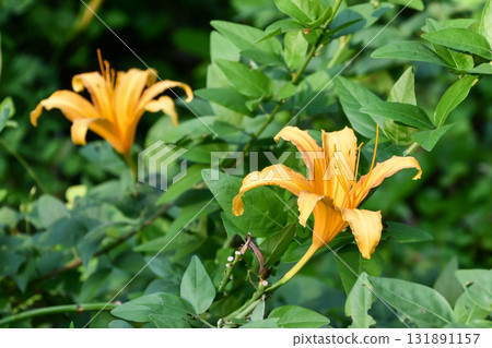 Japanese Daylily Japanese Daylily 131891157
