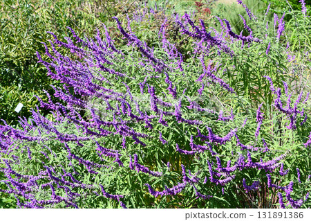 Salvia leucantha 'Purple Velvet' Amethyst sage Salvia leucantha 'Purple Velvet' Amethyst sage 131891386