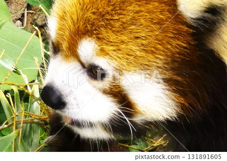 cute red panda cute red panda 131891605