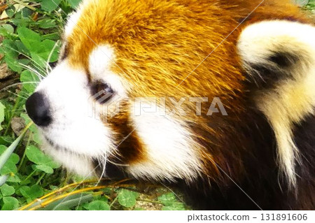 cute red panda cute red panda 131891606