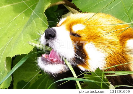 可愛的小熊貓 131891609