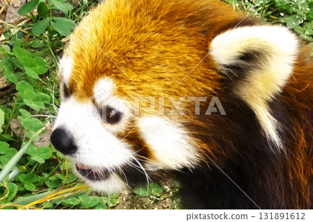 cute red panda cute red panda 131891612