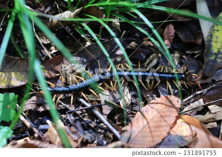 centipede 131891755