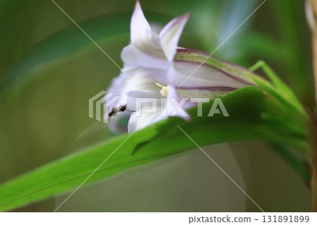 Tsururindou Tsururindou 131891899