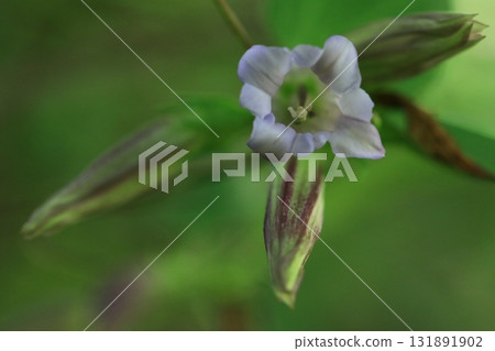 Tsurindrindo Tsurindrindo 131891902