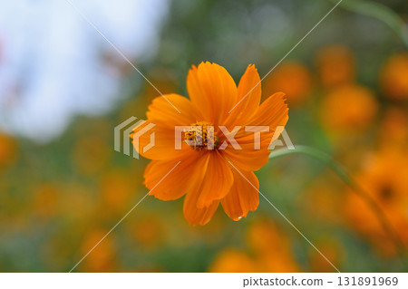 橙黃色波斯菊 131891969