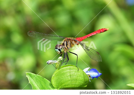 Maikoakane Maikoakane 131892031