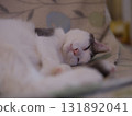 躺著的貓 131892041