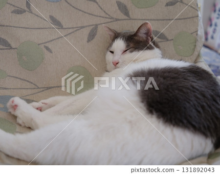 A female cat resting on a chair A female cat resting on a chair 131892043